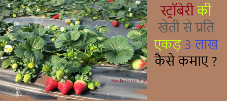 स्ट्रॉबेरी की खेती से 3 लाख कमाए | Strawberry Farming India