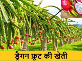 Benefits Of Dragon Fruit Red